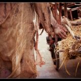 cie la petite faucheuse©lucyy mahe-7