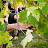 clairette de die - photo lucyy mahe l angle de vue10