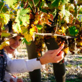 clairette de die - photo lucyy mahe l angle de vue70