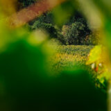 clairette de die - photo lucyy mahe l angle de vue90