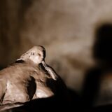 sarah riviere - lucyy photographe13