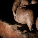 sarah riviere - lucyy photographe14